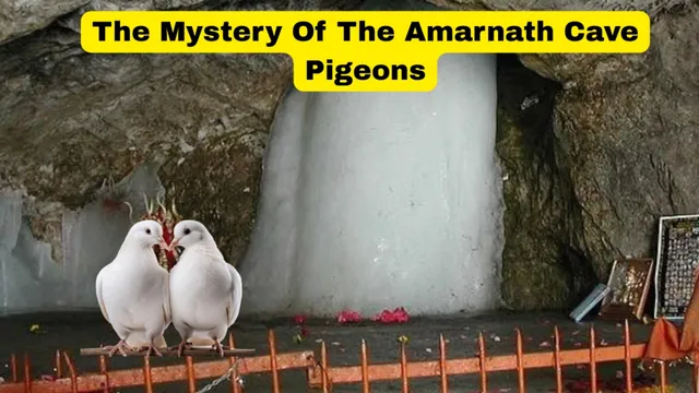 amarnath-yatra-2026-know-the-mystery-of-amarnath-cave-pigeons-why-are-they-believed-to-never-die