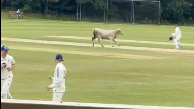 watch-cricket-match-abandoned-after-escaped-bull-charges-across-the-field
