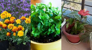 Monsoon Gardening 2026: Top 7 Plants To Grow During The Rainy Season In India