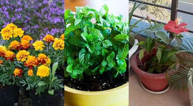 monsoon-gardening-2026-top-7-plants-to-grow-during-the-rainy-season-in-india