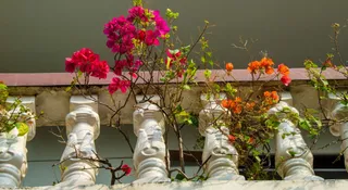 5 Railing Plant Decor Ideas To Amp Up Your Balcony