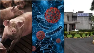 Bhopal's NIHSAD Institute Develops First Indigenous Vaccine To Prevent African Swine Fever Virus