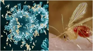 chandipura-virus-outbreak-gujarat-hospitalises-12-patients-63-suspected-cases-reported-so-far-health-minister-holds-highlevel-meeting