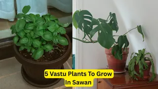 sacred-plants-to-grow-during-sawan-for-peace-prosperity-and-lord-shivas-blessings