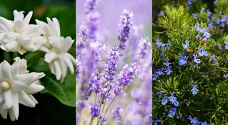 10 Fragrant House Plants That Naturally Keep Monsoon Odours Away
