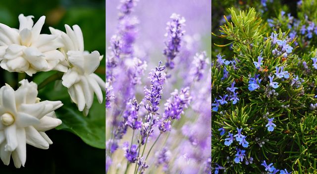 fragrant-house-plants-that-naturally-keep-monsoon-odours-away