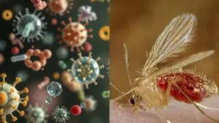 Gujarat On High Alert As Chandipura Virus Claims 10 Lives; 26 Cases Confirmed, 150 Suspected