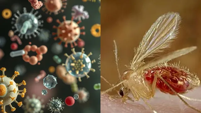gujarat-on-high-alert-as-chandipura-virus-claims-10-lives-26-cases-confirmed-150-suspected