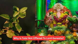 Sankashti Chaturthi 2026: Why Is Tulsi Not Offered To Lord Ganesha?