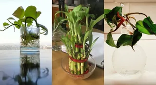 10 Plants You Can Grow Without Soil: Easy Care Tips for Beginners