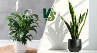 peace-lily-vs-snake-plant-which-one-is-easier-to-maintain