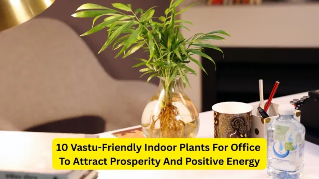 indoor-plants-for-office-desk-to-attract-growth-success-and-good-luck-as-per-vastu