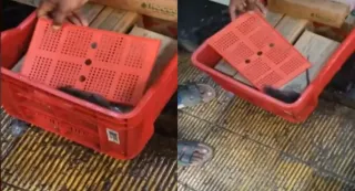 first-cockroaches-now-a-rat-blinkit-store-in-thane-raises-food-safety-alarm-86-stores-inspected
