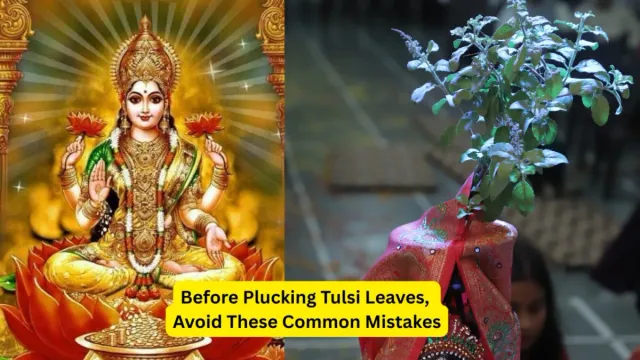 before-plucking-tulsi-leaves-know-these-important-rules