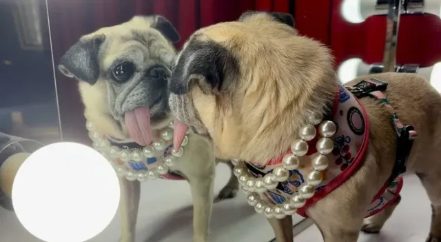 6-year-old-pug-wins-world-ugliest-dog-2026-iconic-winners-from-previous-years