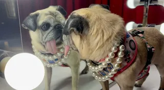 6-Year-Old Pug Wins World's Ugliest Dog 2026: 5 Iconic Winners From Previous Years