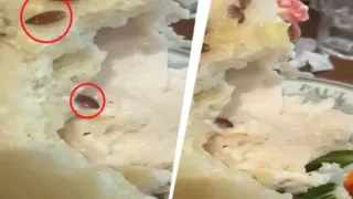 gurugram-man-finds-live-worm-in-sandwich-customer-calls-restaurants-apology-generic