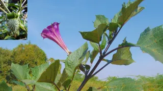 karnataka-suspends-licenses-of-swiggy-instamart-bigbasket-and-amazon-for-selling-poisonous-datura-as-food