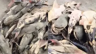 Bihar: Nepal Floods Bring 'Unusual' Fish In Gandak; Govt Warns People Not To Eat Or Sell Them