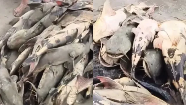 bihar-nepal-floods-bring-unusual-fish-in-gandak-govt-warns-people-not-to-eat-or-sell-them