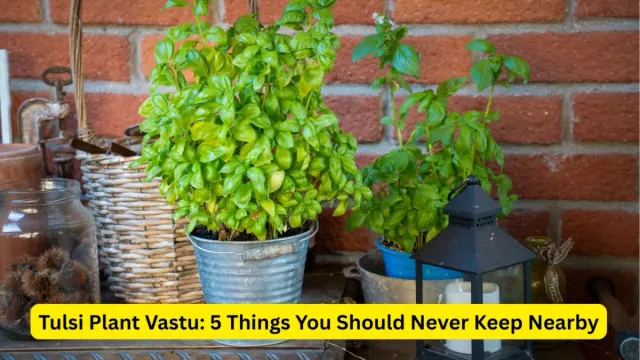 tulsi-plant-vastu-things-you-should-never-keep-near-the-sacred-plant