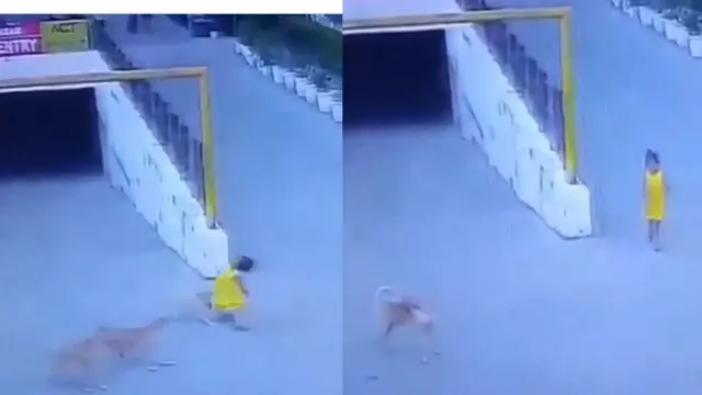ghaziabad-stray-dogs-attack-drag-six-year-old-inside-housing-society-cctv-video-captures-horror