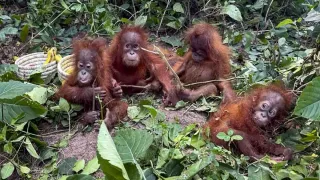 Orangutan Smuggling Plot Hatched In Bengal? Digha Hotel Owner's Family Grilled After CCTV Shows Smugglers Inside
