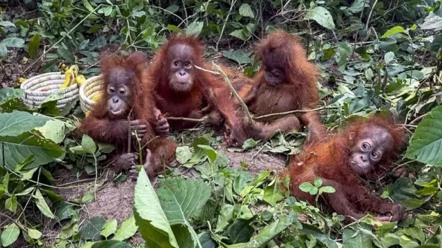 orangutan-smuggling-plot-hatched-in-bengal-digha-hotel-owner-family-grilled-after-cctv-shows-smugglers-inside