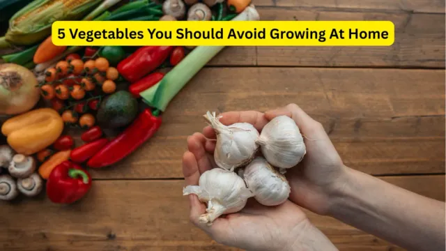 vastu-tips-for-home-garden-vegetables-you-should-avoid-growing-at-home