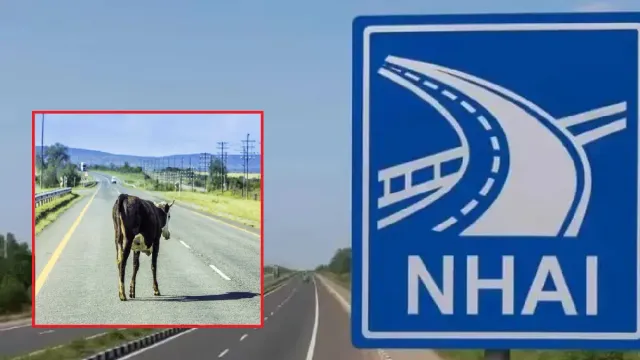 animal-shelters-to-be-built-every-100-km-near-national-highway-sop-issued-after-scs-direction-on-road-safety