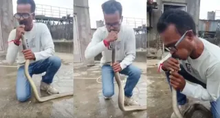 Gujarat Man Performs CPR, Saves Snake After It Faints In Chemical-Contaminated Water | WATCH