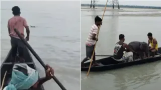 Watch | Swept 5 km Downstream, Newborn Elephant Calf Saved By Fishermen And Forest Officials In Bengal’s Teesta River