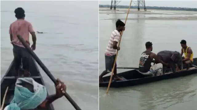 bengal-elephant-swept-5-km-downstream-new-born-elephant-calf-saved-by-fishermen-and-forest-officials-in-bengals-teesta-river