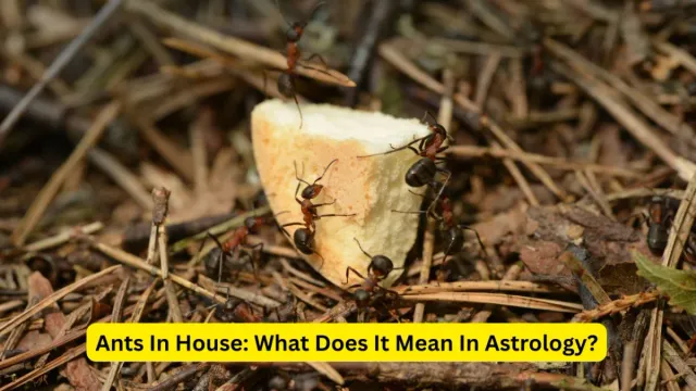 black-ants-or-red-ants-know-what-their-presence-in-your-home-means-in-astrology
