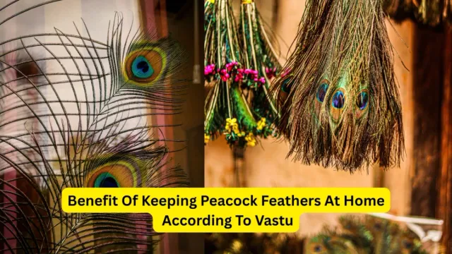 peacock-feathers-at-home-best-places-to-keep-them-according-to-vastu