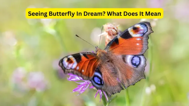 seeing-a-butterfly-in-your-dream-spiritual-meanings-behind-it