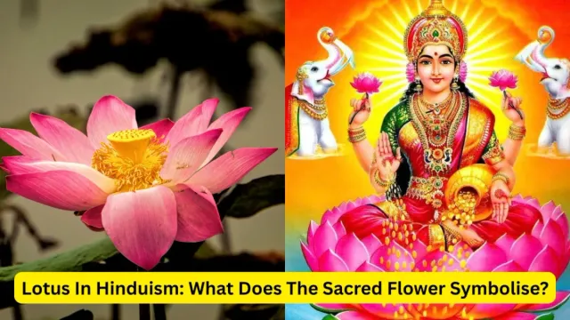 lotus-in-hinduism-meaning-symbolism-and-divine-connection