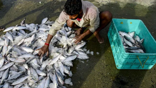 bengal-may-face-scarcity-of-hilsa-this-durga-puja-as-bangladesh-halts-fish-exports-to-india