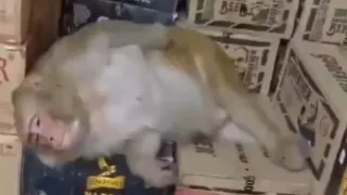 ‘No Fight, No Drama’: Viral Video Shows Monkey Drinking Alcohol And Dozing Off In Jharkhand Wine Shop, Netizens React