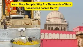 karni-mata-temple-why-thousands-of-rats-are-treated-like-royalty