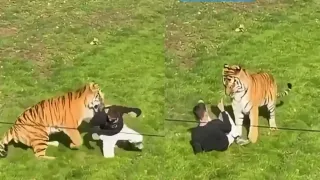 man-mauled-to-death-by-tiger-at-yorkshire-wildlife-park-video