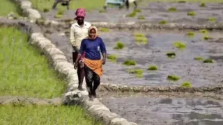 maharashtra-farmers-diwali-bonus-cm-fadnavis-announces-rs-5000-interim-relief-drought-declared-in-305-talukas