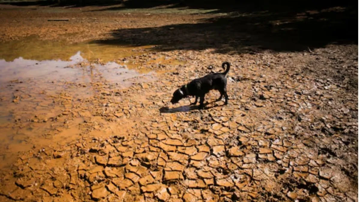Super El Niño: How Climate Phenomenon Affects India's Weather System, Water Supply And Power Demand? Explained