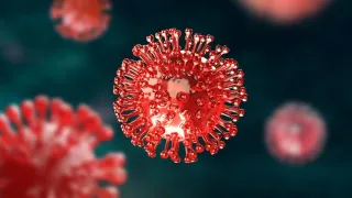 France Reports First-Ever Human Infection With Shamonda Virus; What Is It And How Does It Spread