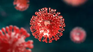 France Reports First-Ever Human Infection With Shamonda Virus; What Is It And How Does It Spread
