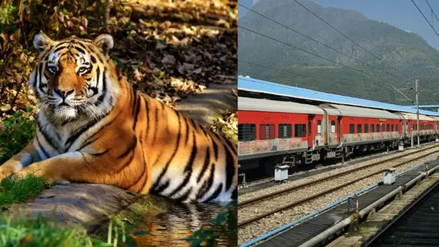 planning-to-explore-wildlife-irctc-launches-5-safari-packages-from-mumbai-check-routes-and-booking-details