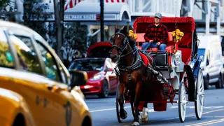 New York's Famous Horse-Drawn Carriage Rides To End After Over 160 Years Following Indian Teen's Death

