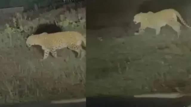 leopard-rushes-toward-workers-sleeping-in-maharashtra-farm-what-happened-next-saved-their-lives