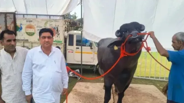 rs-15-crore-buffalo-vidhayak-dominates-fairs-from-haryana-to-bihar-with-23-awards-what-makes-it-special
