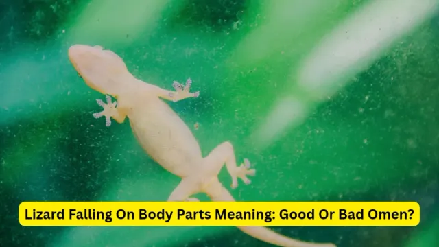 what-does-it-mean-when-a-lizard-falls-on-a-body-part-is-it-a-good-or-bad-omen